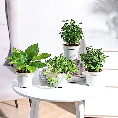 Plantoos Combo of 4 Indoor Live Plants for Home Decor with Pot – Sedum Golden,Money Plant Variegated,Aralia Golden,Jade Mini