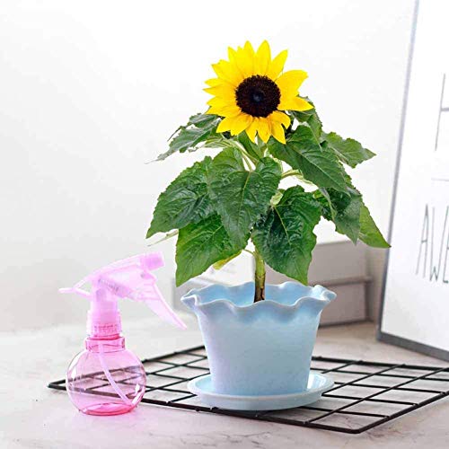 Wahl Head to Toe Confidence (Purple)