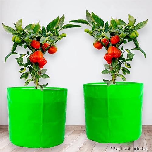 TE-A-ME Cardamom Tea Bags 100 Pieces | Strong Assam Black Tea with Cardamom Elaichi Tea Bags | Cardamom Spice Tea | 100% Natural Ingredients Cardamom Chai Tea