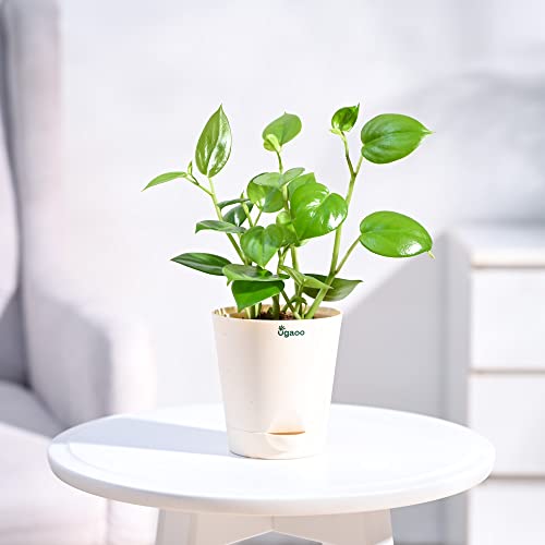 UGAOO Peperomia Green Creeper Plant Succulent Live Plant with Pot